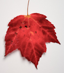 Maple Leaf