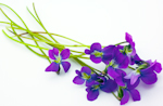 Violets