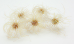Wild Clematis Seeds