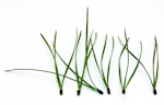 White Pine Needles