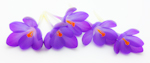 Spring Crocus