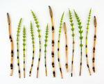 Field Horsetail